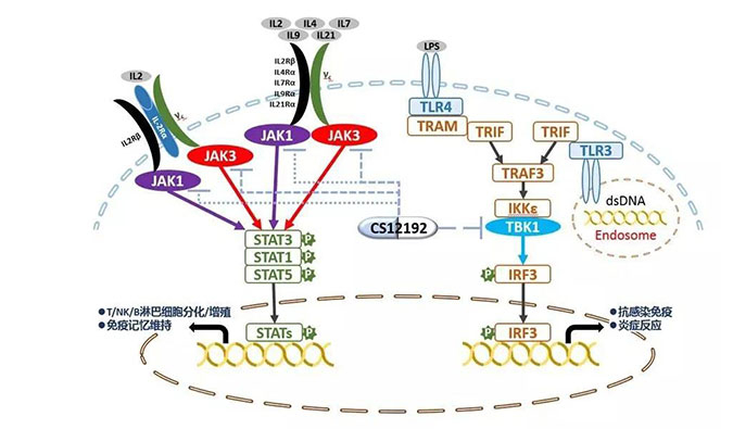 自身免疫疾病或迎新疗法！世界杯官网助力微芯生物CS12192获批FDA