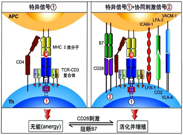 世界杯官网助力 | 国内CD19×CD3×CD28三特异性抗体获FDA默示许可