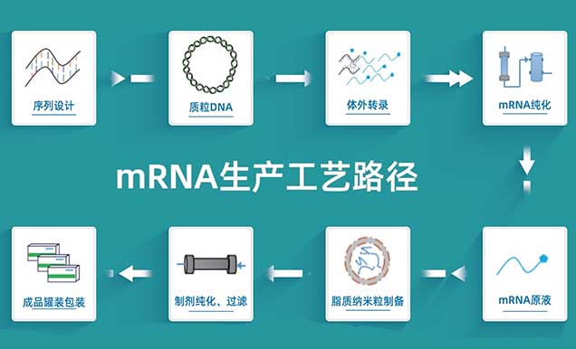 mRNA疫苗的生产工艺路径.jpg mRNA疫苗的生产工艺路径.jpg