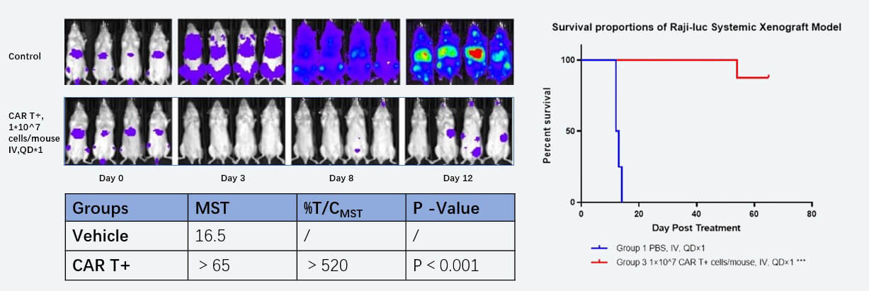 Raii-luc荧光素标记淋巴瘤细胞诱导的hPBMC免疫系统重建小鼠药效模型的药效研究.jpg Raii-luc荧光素标记淋巴瘤细胞诱导的hPBMC免疫系统重建小鼠药效模型的药效研究.jpg