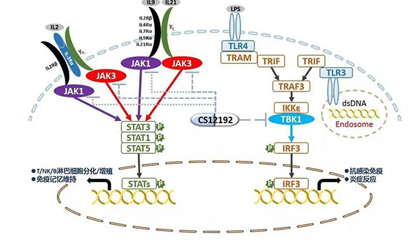 自身免疫疾病或迎新疗法!世界杯官网助力微芯生物CS12192获批FDA.jpg 自身免疫疾病或迎新疗法!世界杯官网助力微芯生物CS12192获批FDA.jpg