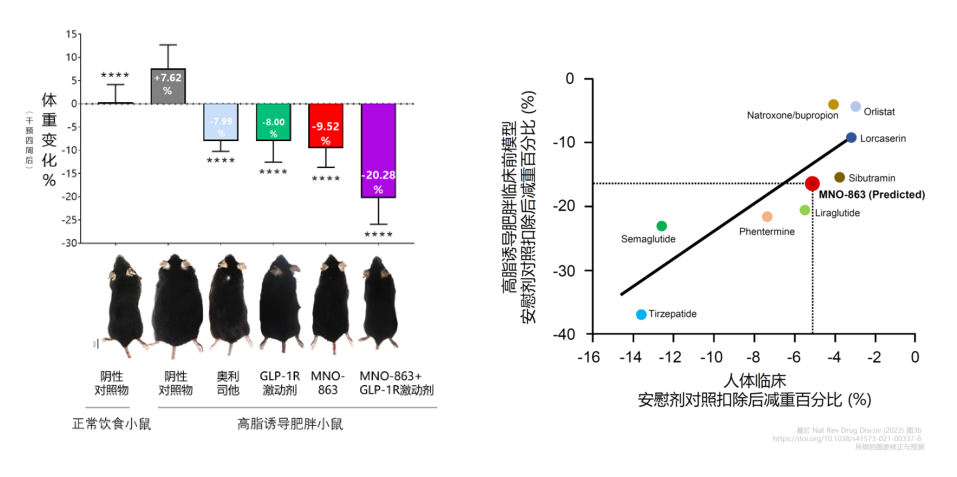 4周降低近10%体重！世界杯官网助力慕恩生物MNO-863活菌生物药获批临床